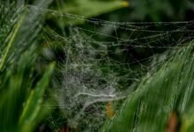 advanced web architecture growth 919444434