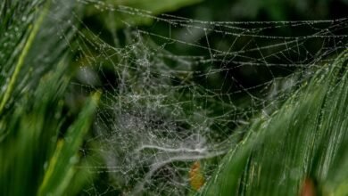 advanced web architecture growth 919444434