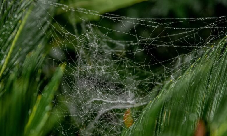 advanced web architecture growth 919444434